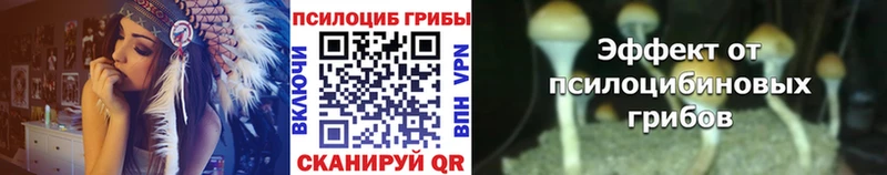 наркота Судак Галлюциногенные грибы Psilocybine cubensis